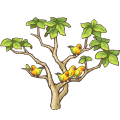 コガネメキシコインコの木