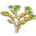 コガネメキシコインコの木