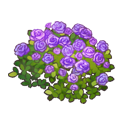 バラ紫